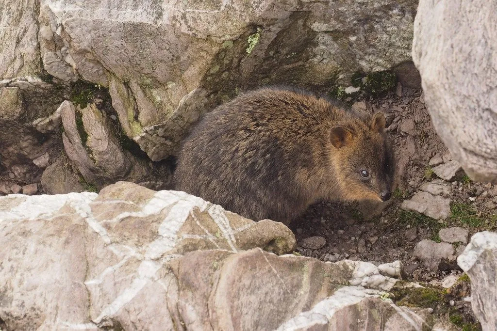 Setonix brachyurus