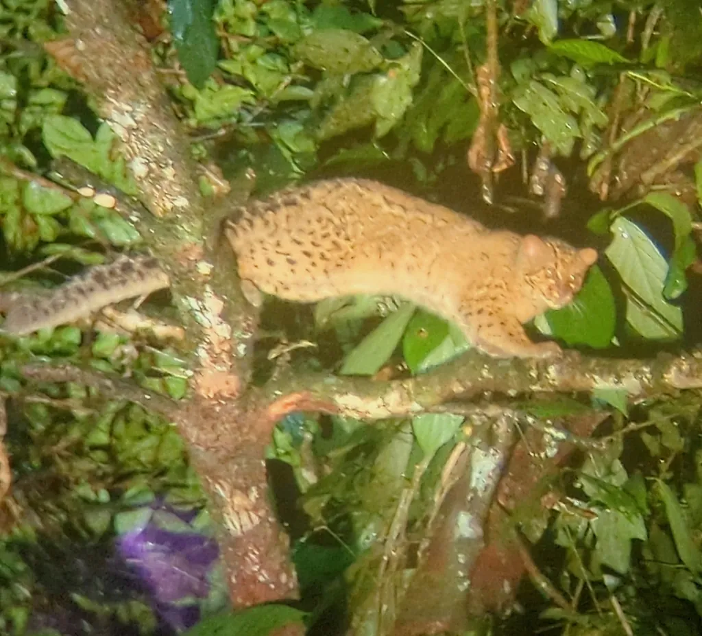 Gato-marmorado