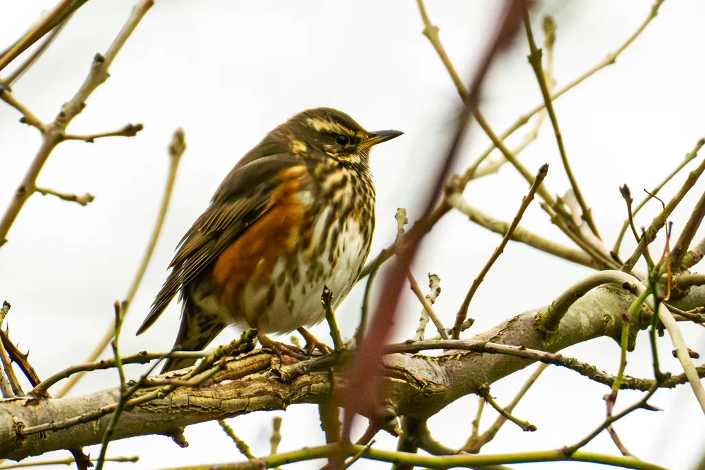 Turdus iliacus