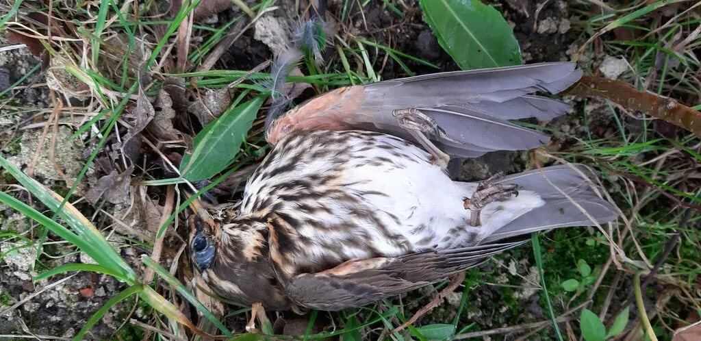 Turdus iliacus