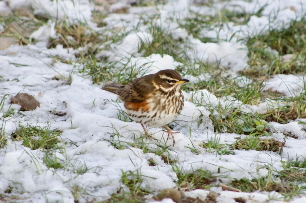 Turdus iliacus