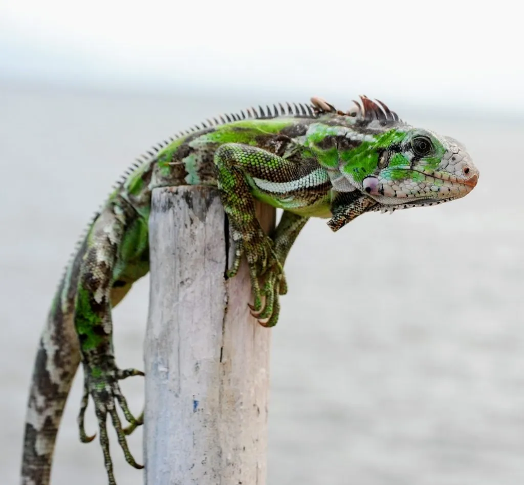 Iguana-verde