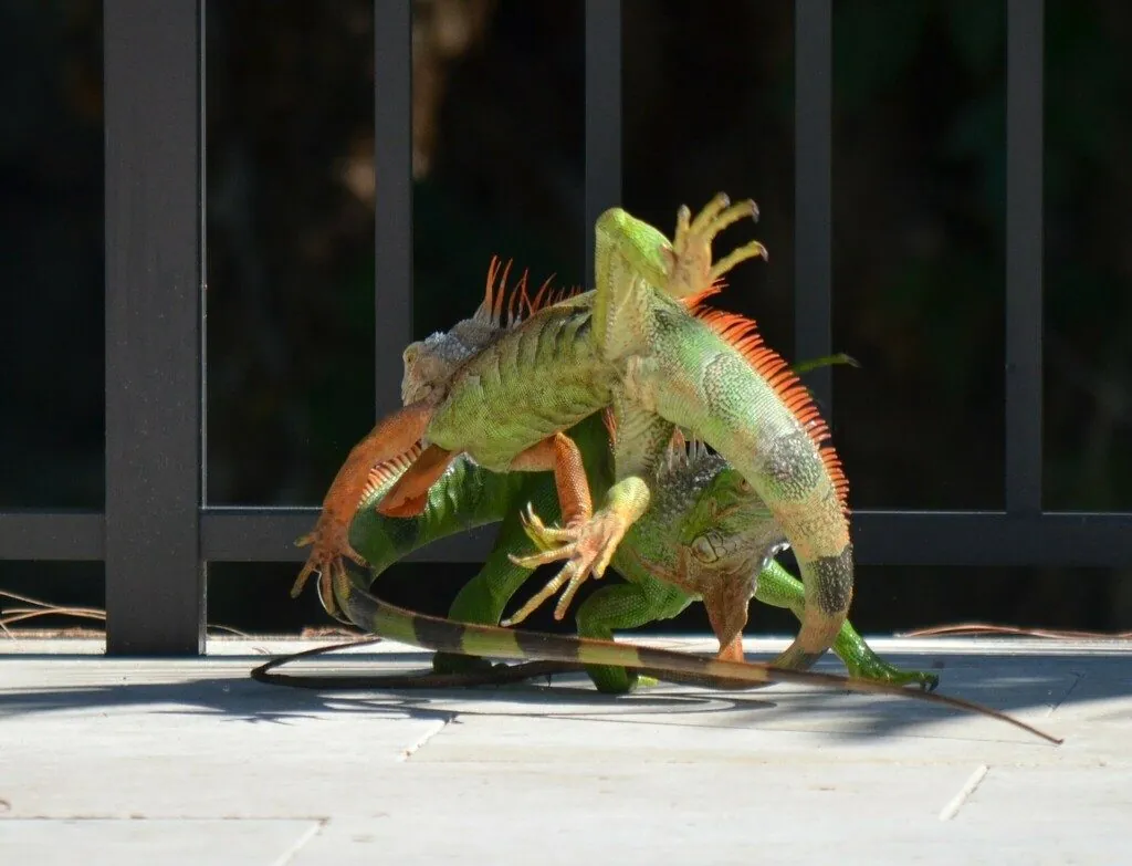Iguana-verde