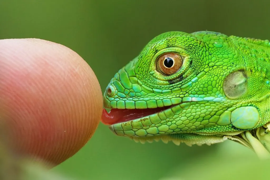 Iguana-verde