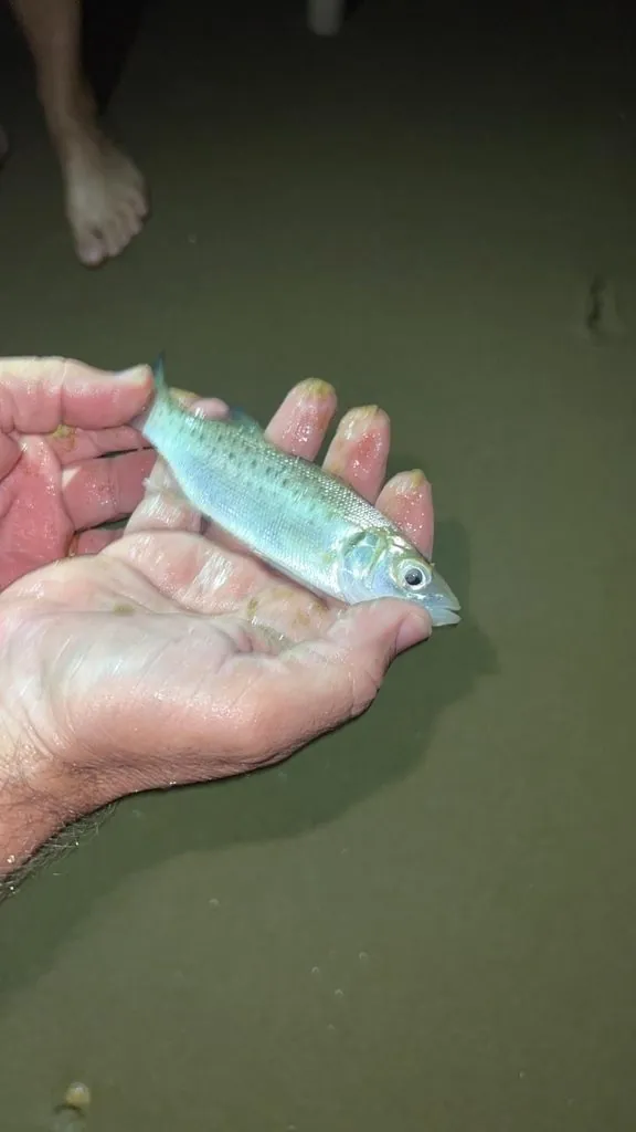 Dicentrarchus labrax