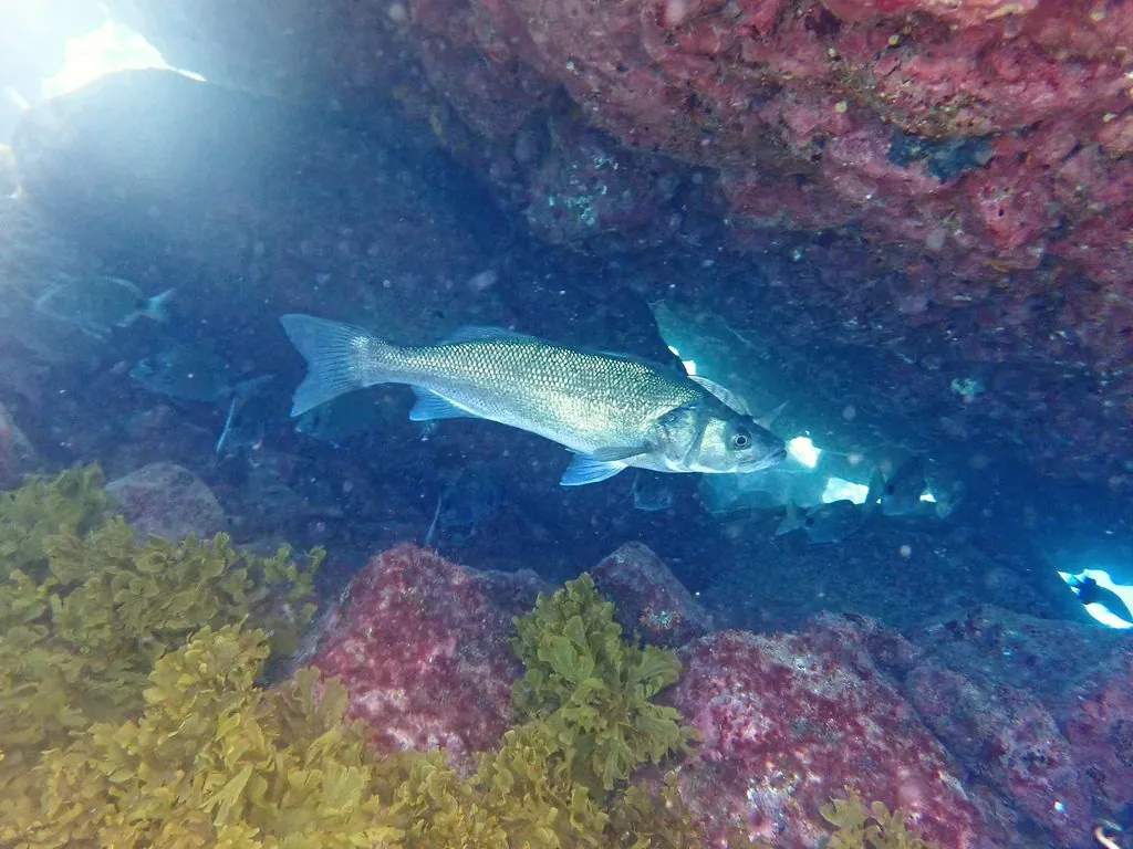 Dicentrarchus labrax