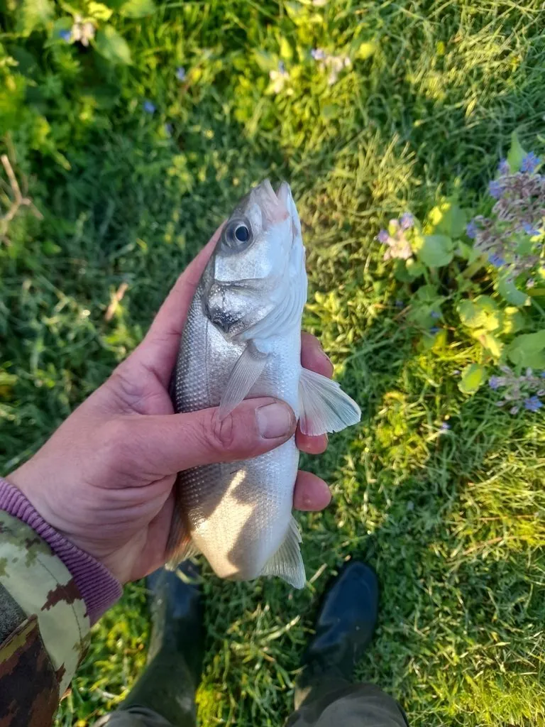 Dicentrarchus labrax