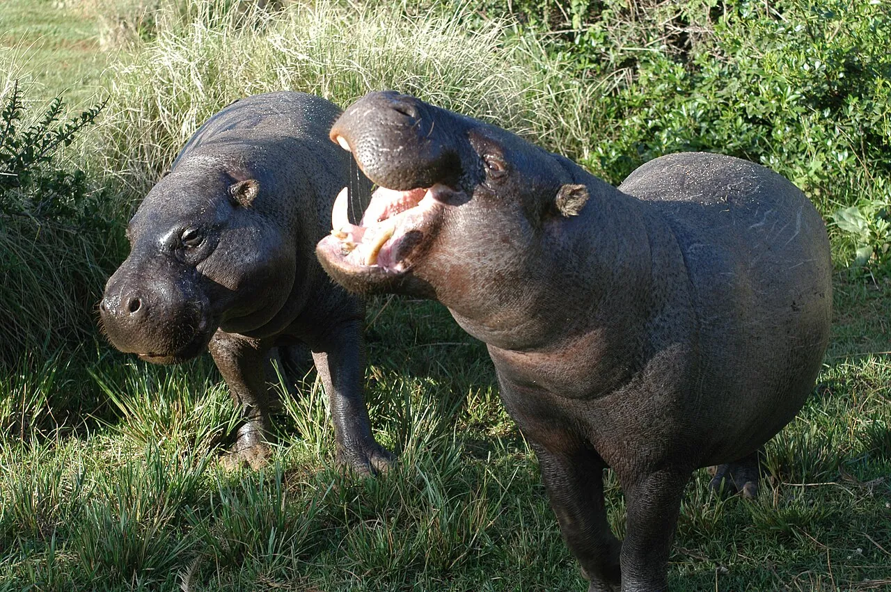 Hipopótamo-pigmeu