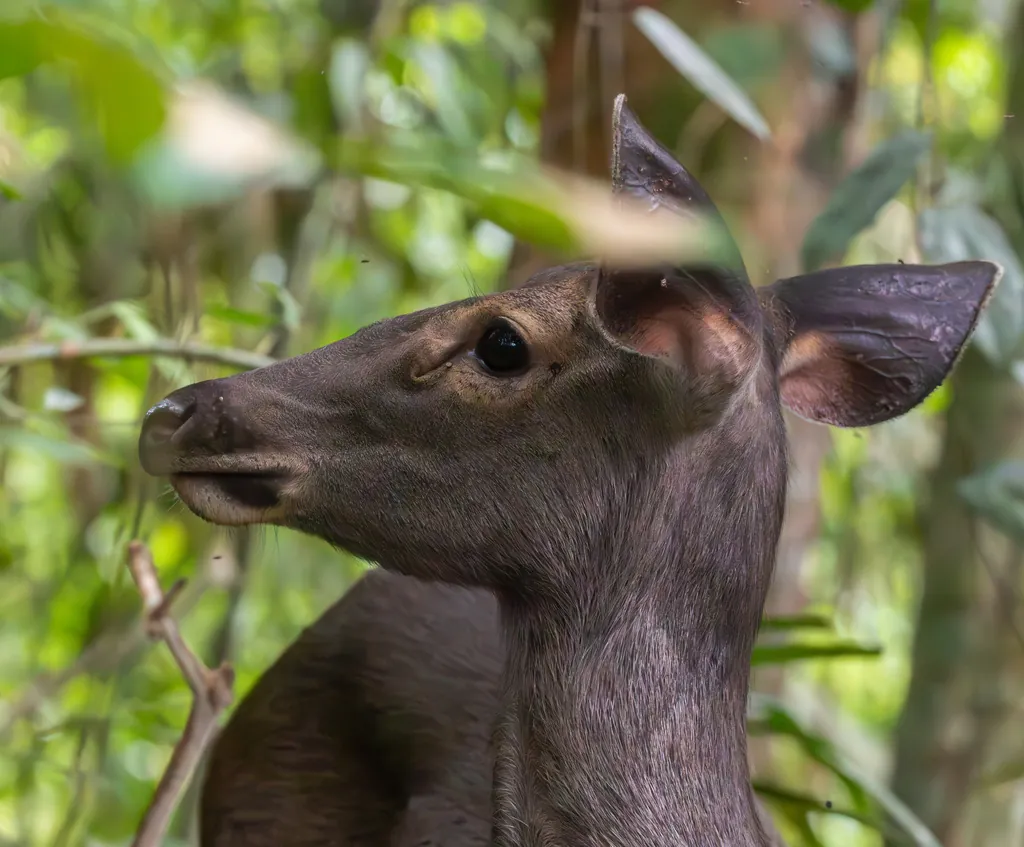 Rusa unicolor