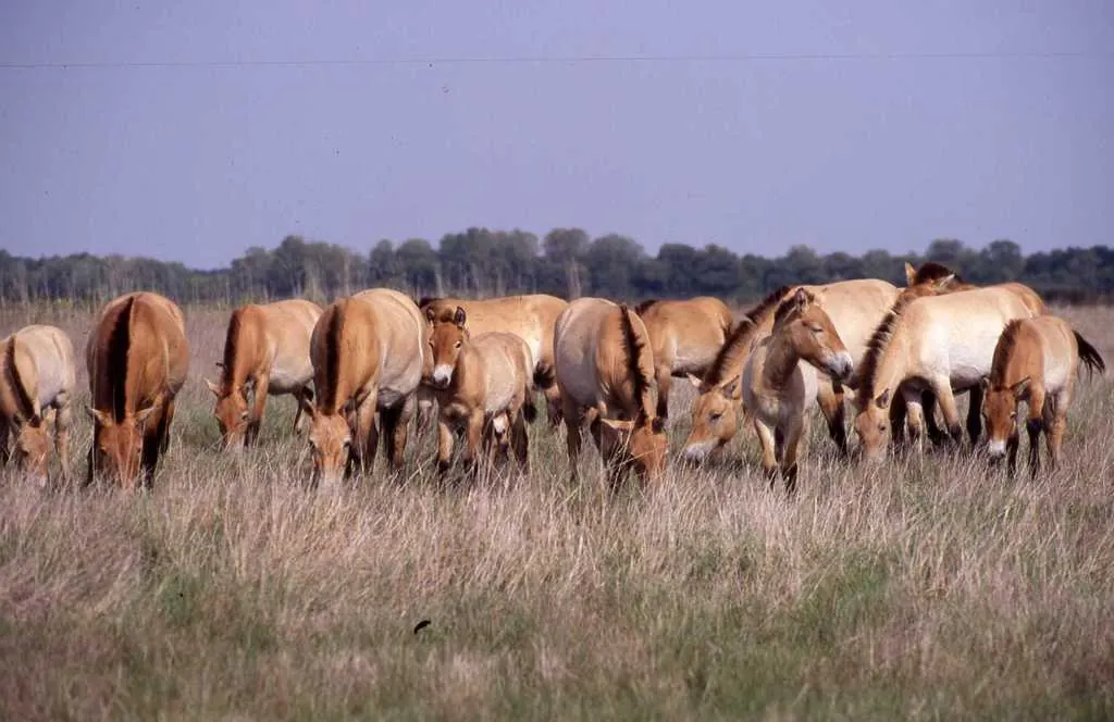 Equus ferus