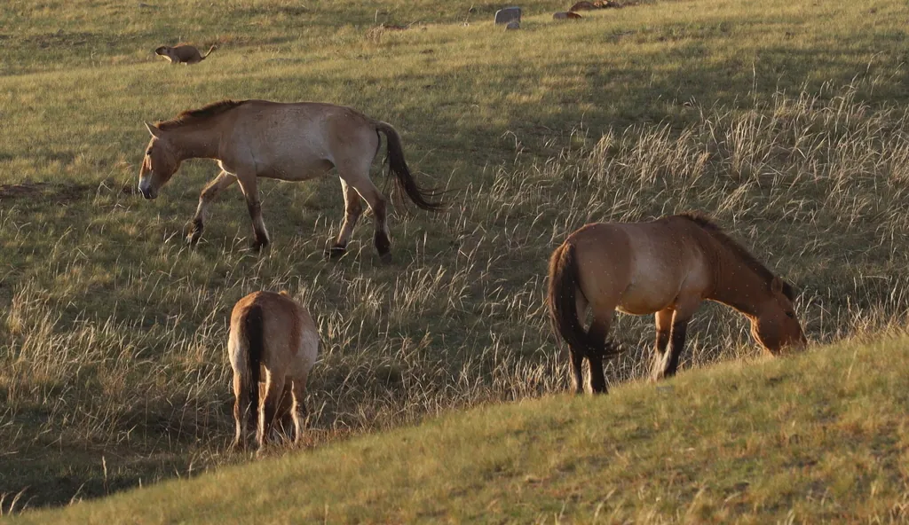 Equus ferus