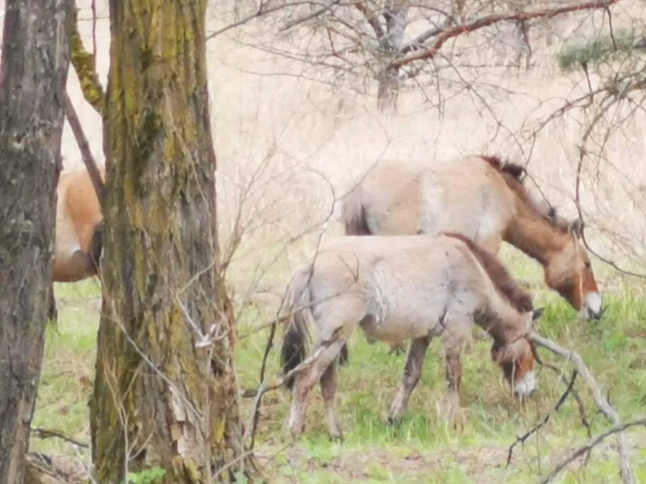 Equus ferus