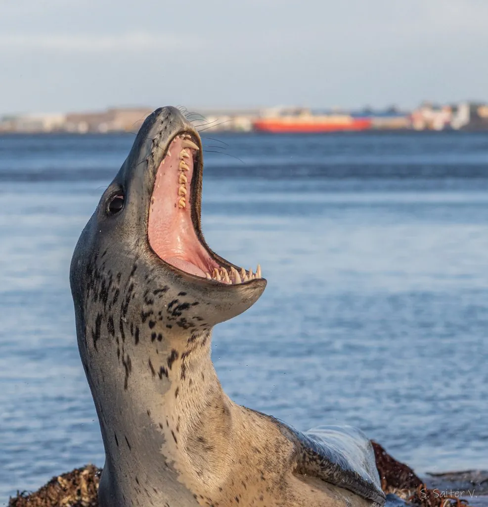 Foca-leopardo
