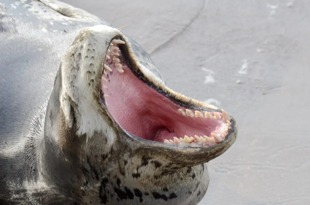 Foca-leopardo