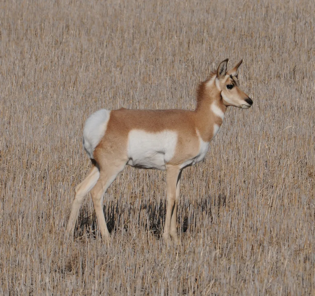 Antilocapra