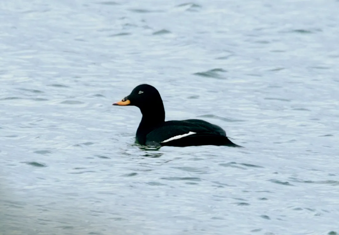 Negrola-d'asa-branca
