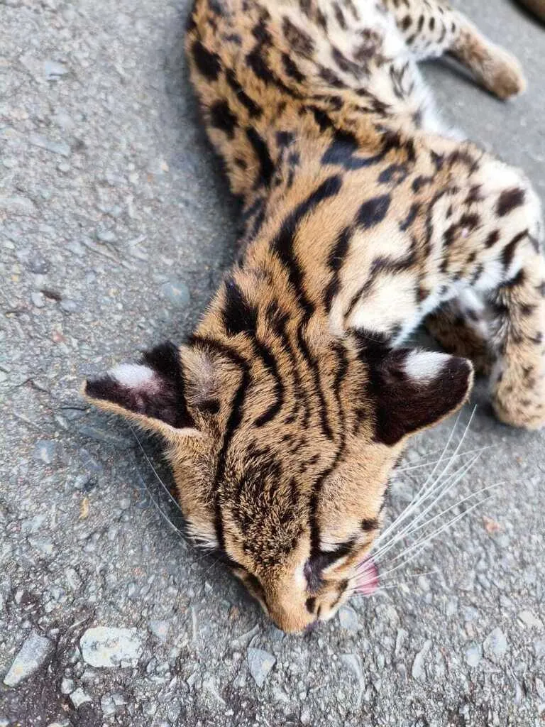 Gato-do-mato-pequeno