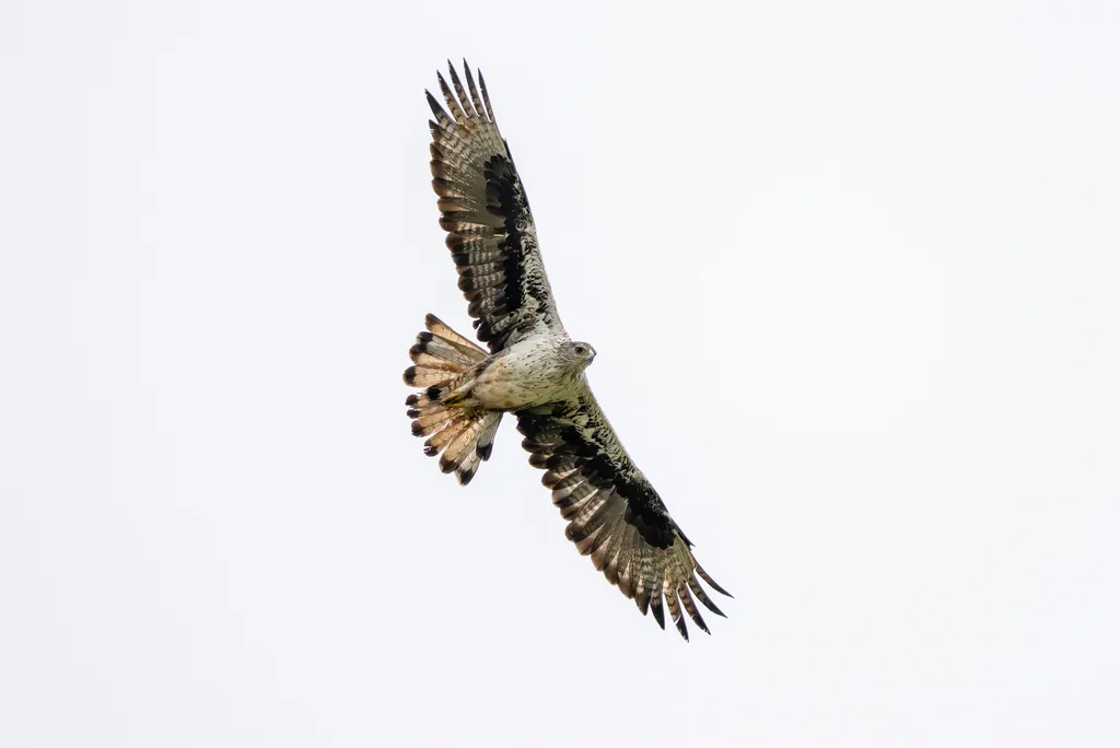 Águia-de-bonelli