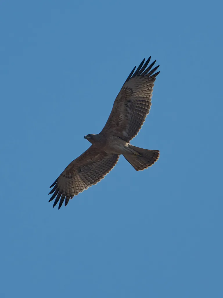 águia-de-bonelli