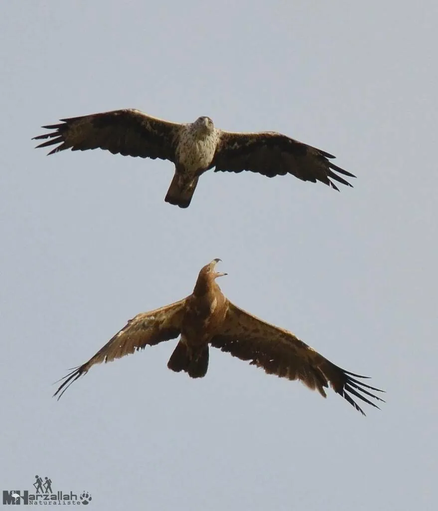 águia-de-bonelli
