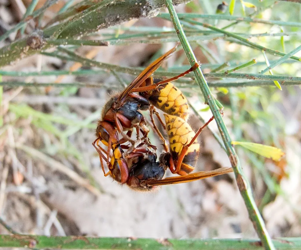 Vespa crabro