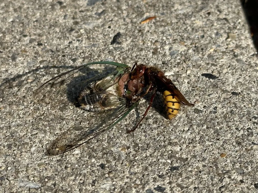 Vespa crabro