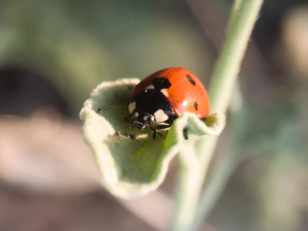 Coccinella septempunctata