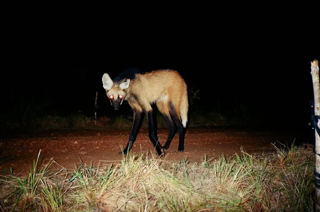 lobo-guará