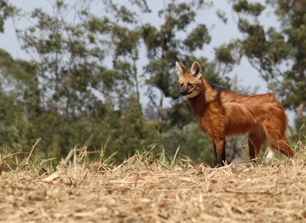 lobo-guará