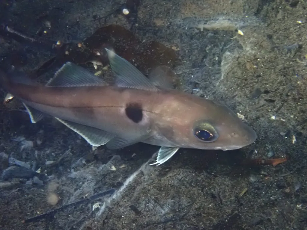 Arinca