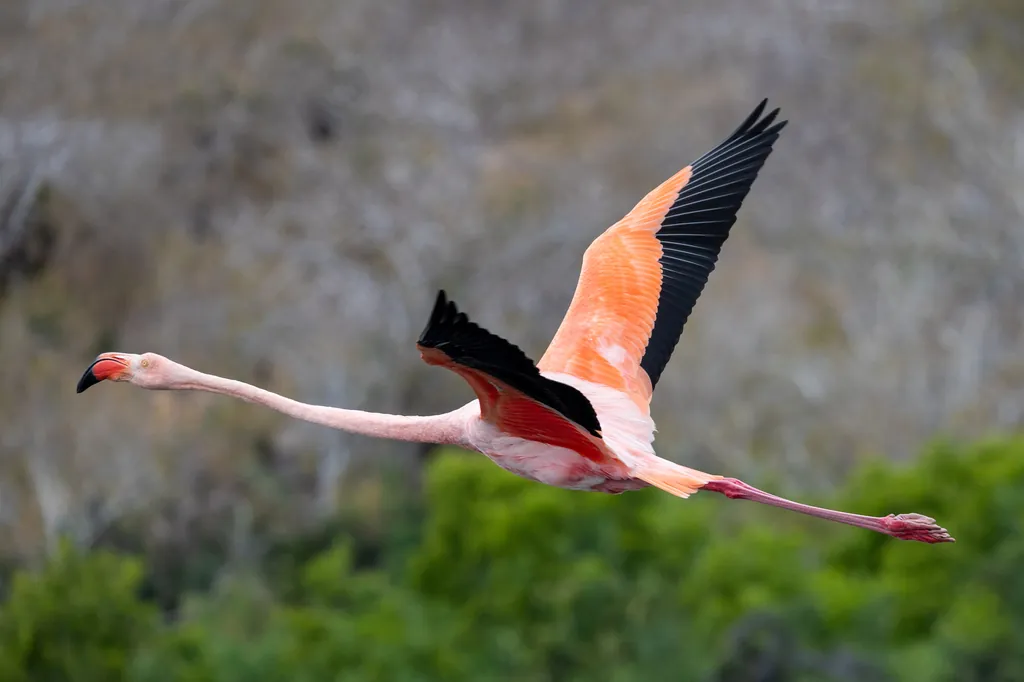flamingo