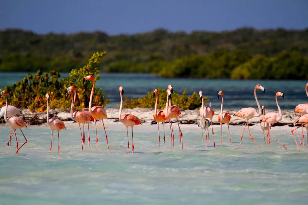flamingo