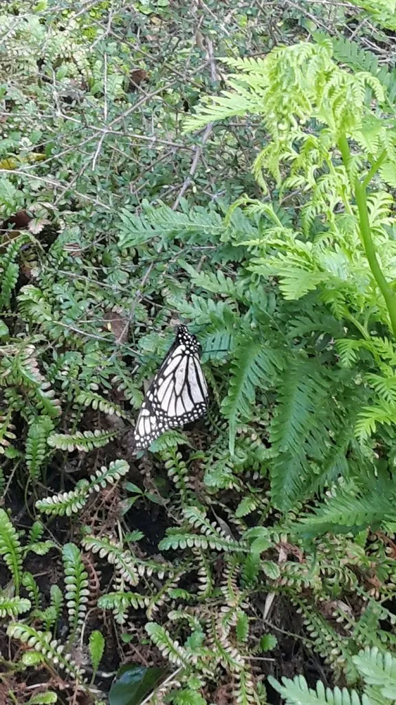 Borboleta-monarca