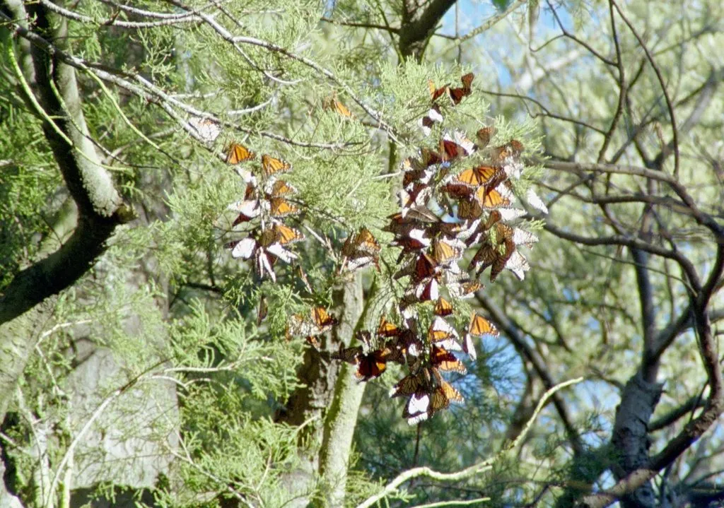Borboleta-monarca