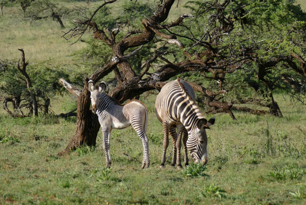 Zebra-de-grevy