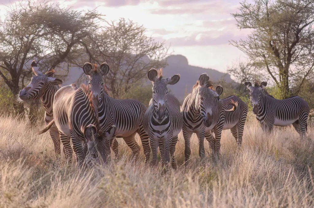 Zebra-de-grevy