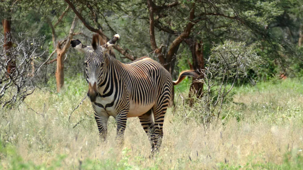 Zebra-de-grevy