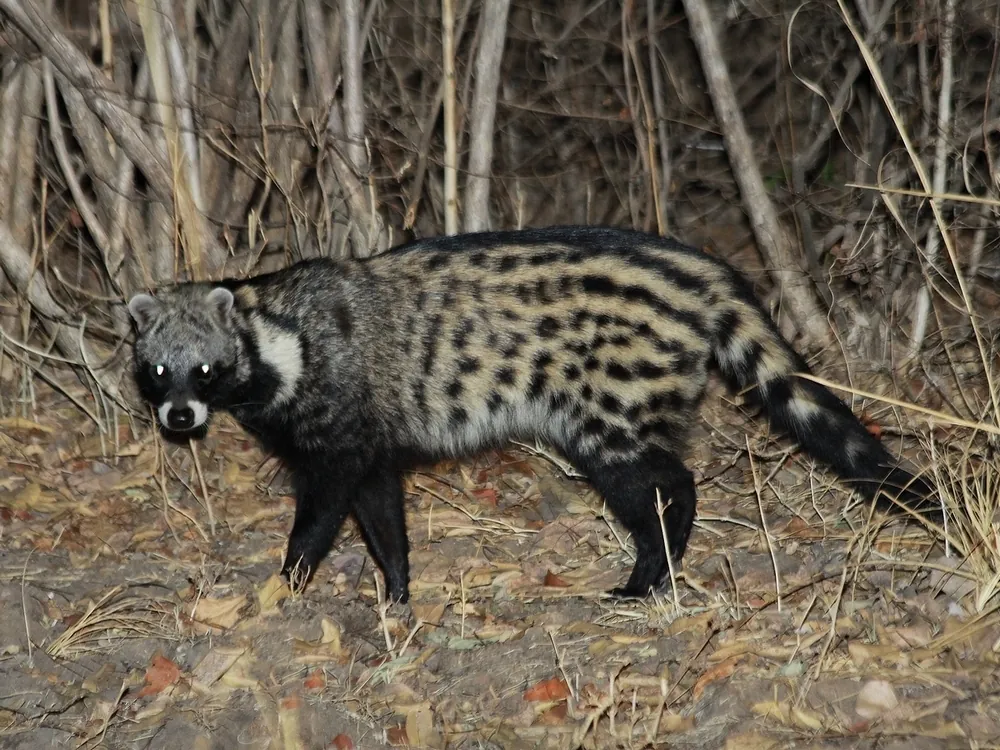 Civettictis civetta