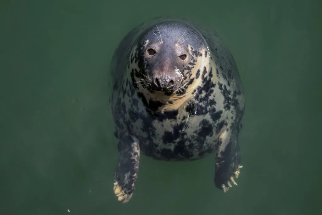 Foca-cinzenta