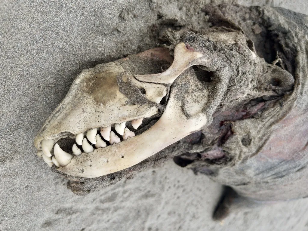 Foca-cinzenta