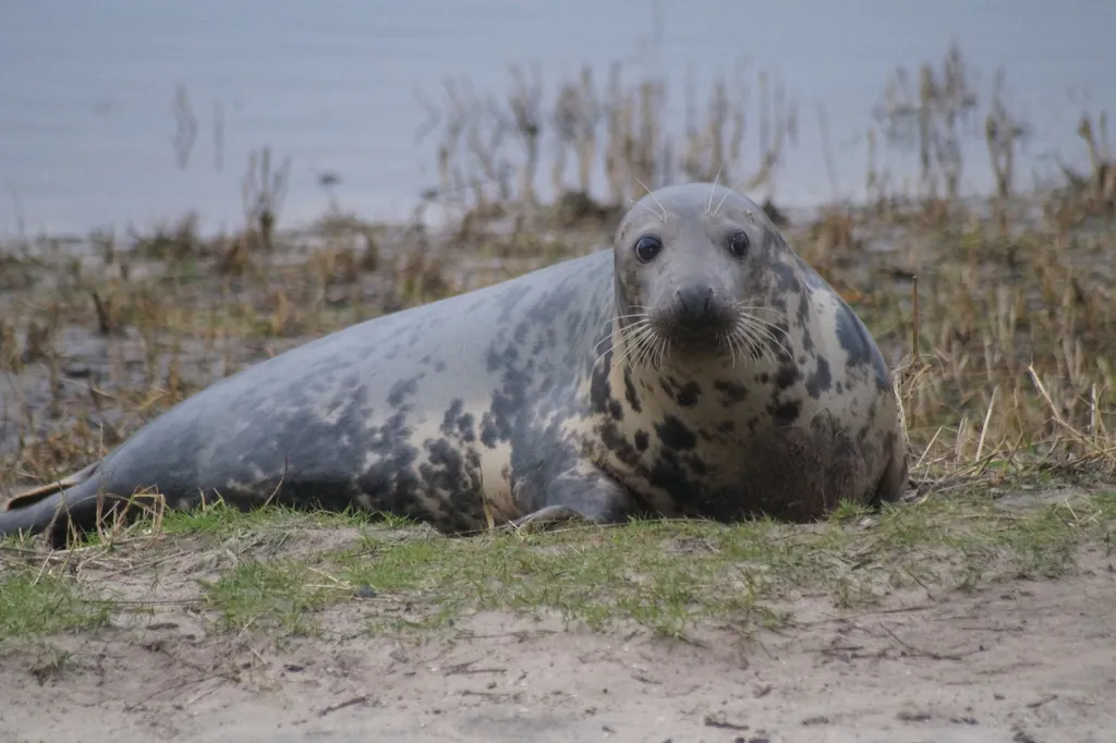 Foca-cinzenta