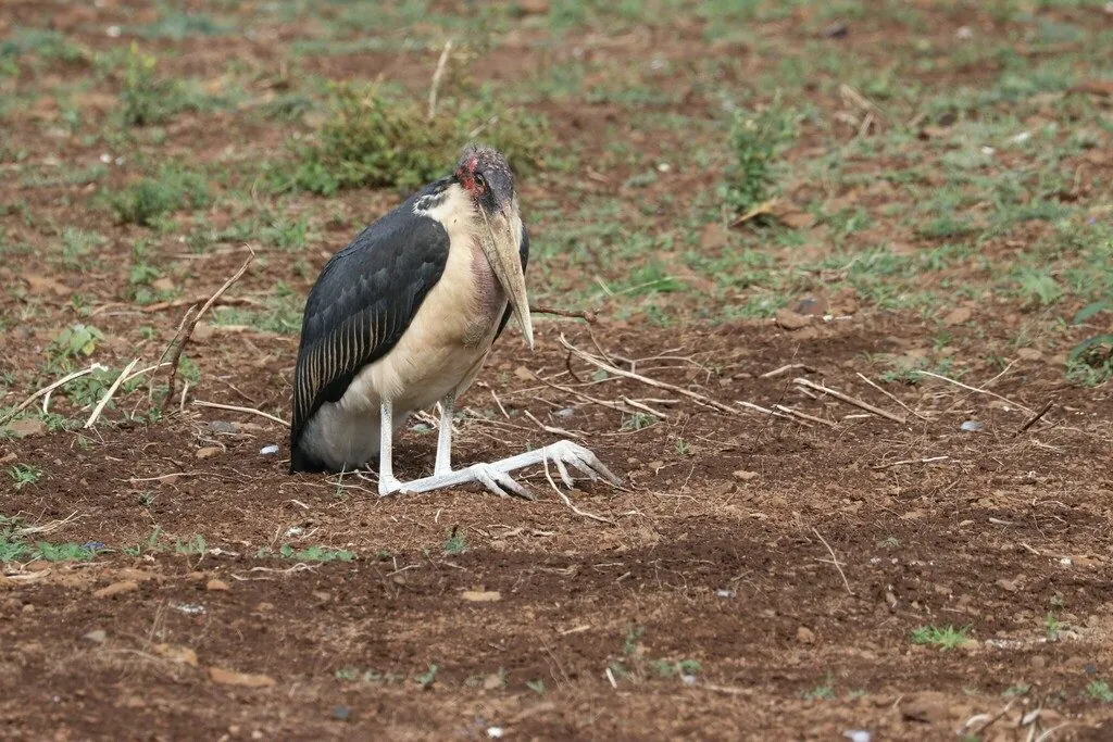 Marabu
