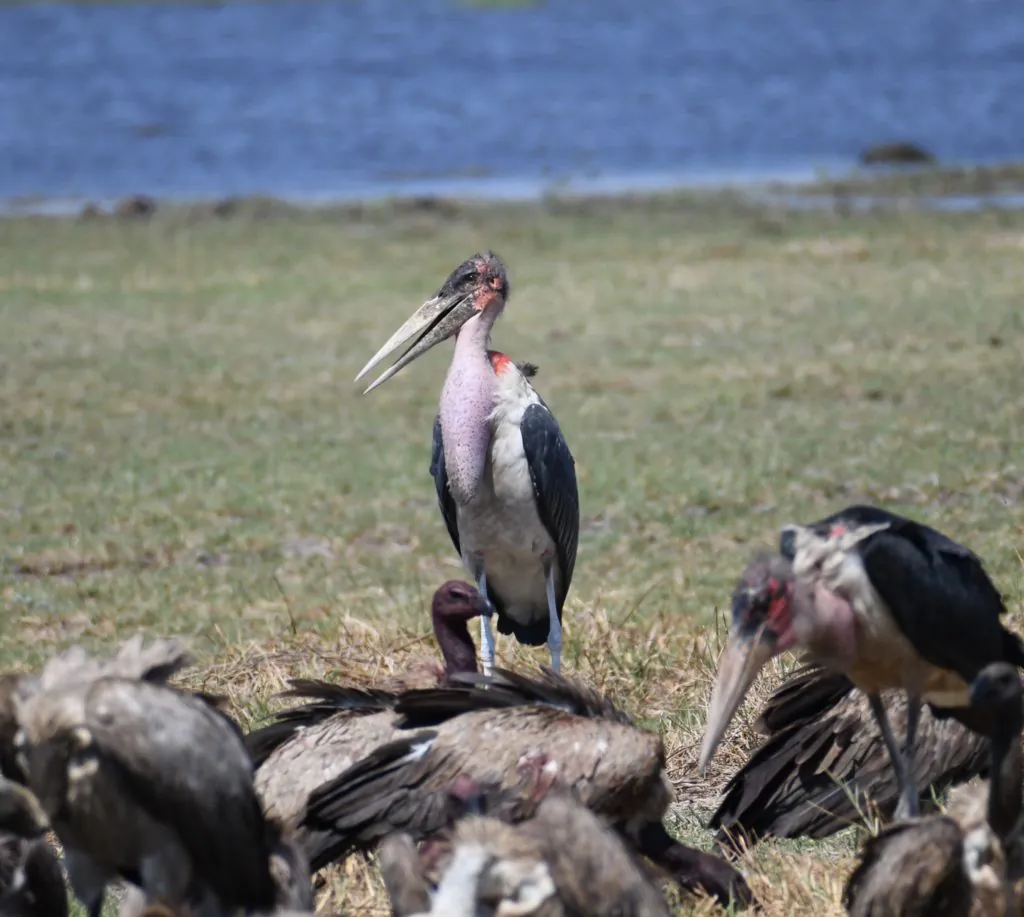 marabu
