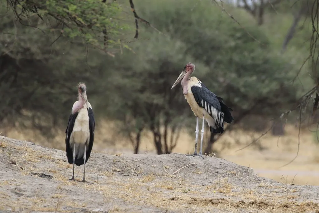 marabu