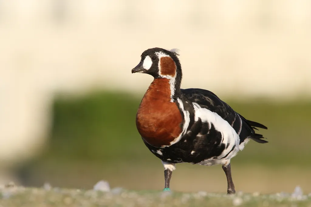 Ganso-de-peito-ruivo