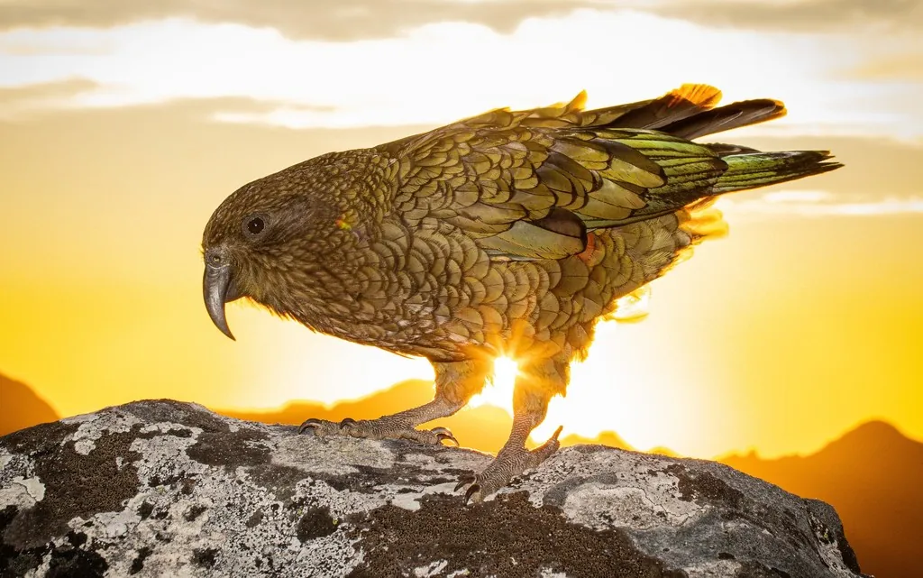 Kea