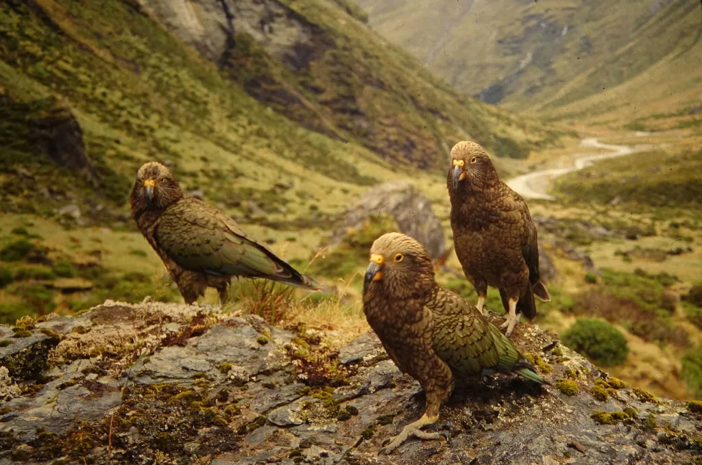 kea