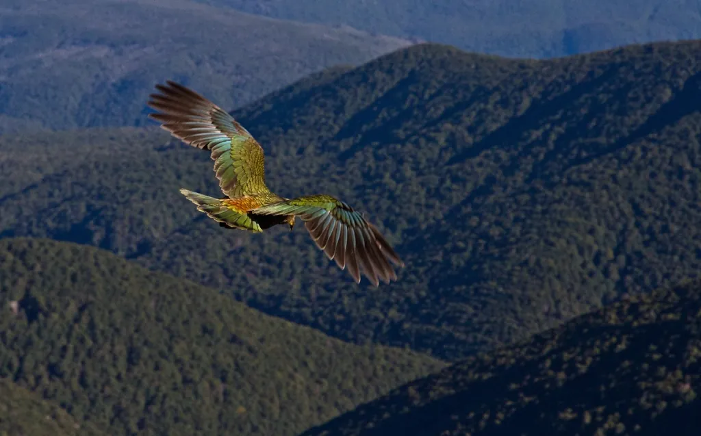 kea