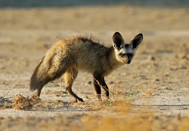 Otocyon megalotis