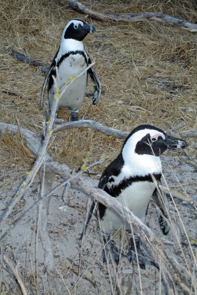 pinguim-do-cabo
